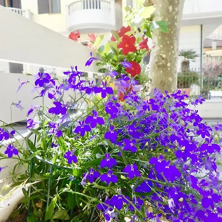 Dolores 3* 리미니